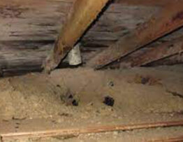 Mold Repair Service