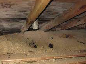 Mold Repair Service