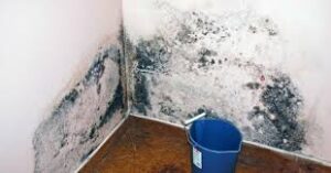 Physical signs of mold 
in House
