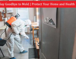 Mold Treatment Calgary 2025