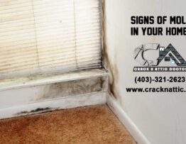 Signs of Mold in Your Home in Calgary