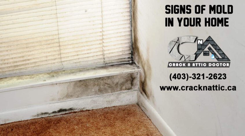 Signs of Mold in Your Home in Calgary