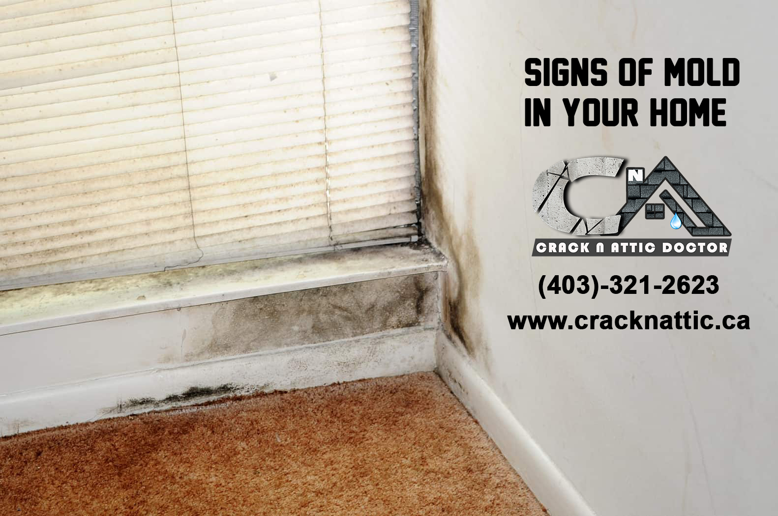 Signs of Mold in Your Home in Calgary
