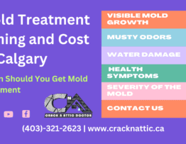 Mold Treatment Timing and Cost in Calgary