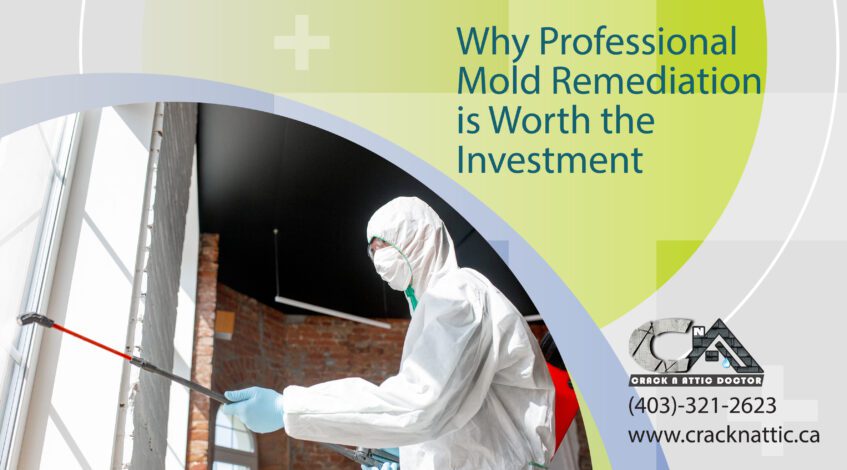 Why Professional Mold Remediation is Worth the Investment
