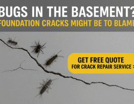 Bugs in the Basement? Foundation Cracks Might Be to Blame!