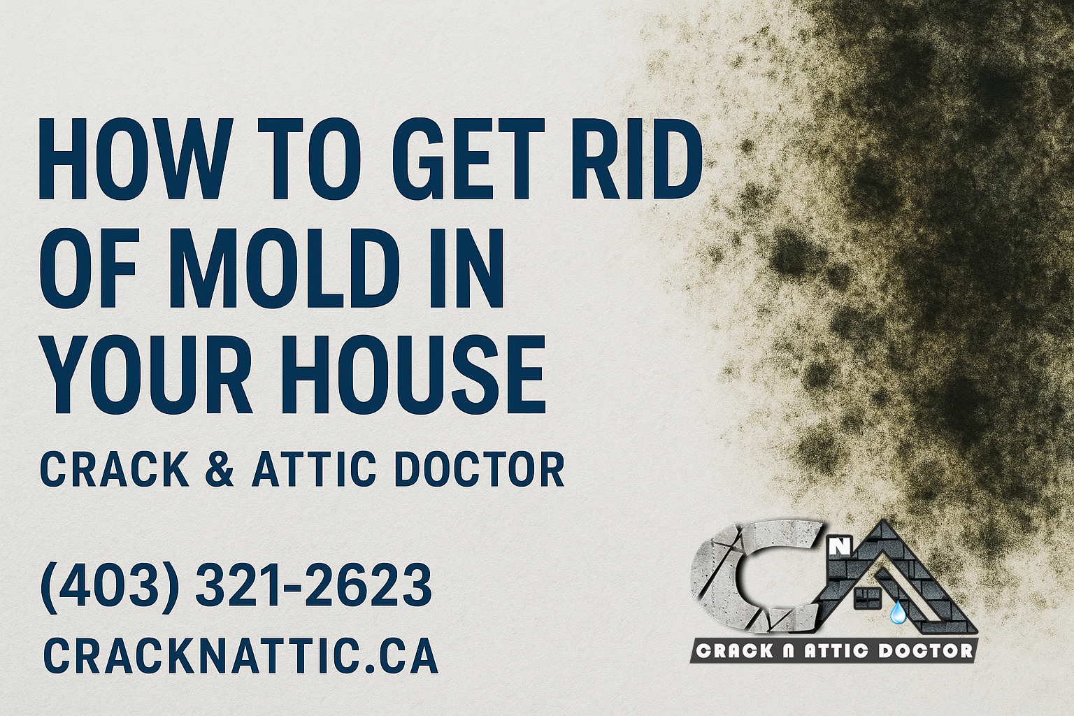 How to get rid of mold in houses in Calgary
