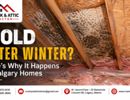 Mold After Winter Here’s Why It Happens in Calgary Homes