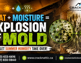 Heat + Moisture = Explosion of Mold Don’t Let Summer Humidity Take Over!