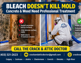 Why Bleach Never Kills Concrete or Wood Mold (And What Pros Do Instead)